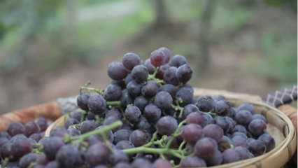 泸溪田绍志 牵手惠农网打通产业链，小葡萄变身全村致富果