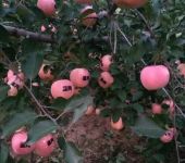 宜昌初级农产品零售 市场现状、发展机遇与未来展望